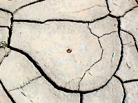 Mud cracks